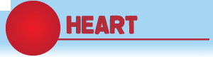 Heart section header